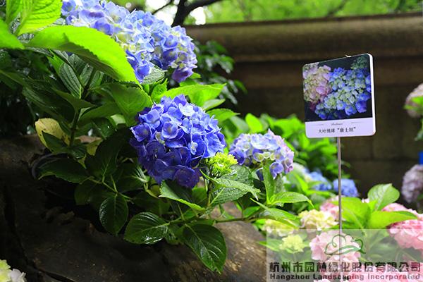 电竞比赛押注app