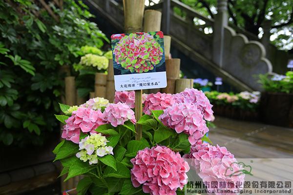 电竞比赛押注app