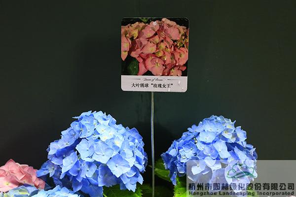 电竞比赛押注app