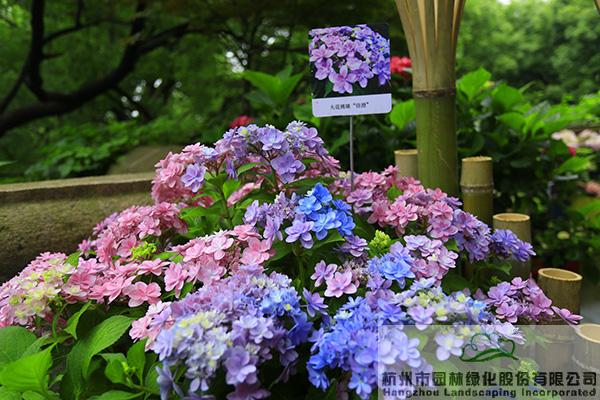 电竞比赛押注app