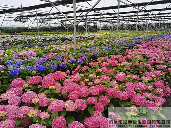 电竞比赛押注app