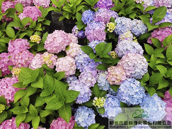 电竞比赛押注app