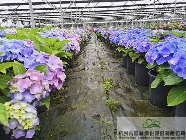 电竞比赛押注app