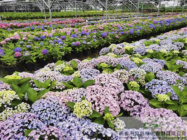 电竞比赛押注app