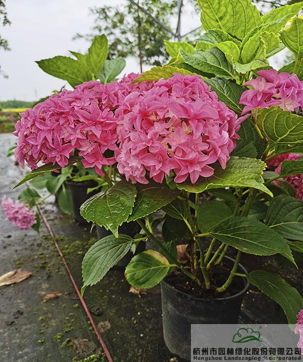 电竞比赛押注app