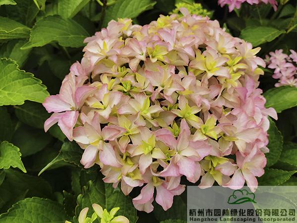 电竞比赛押注app