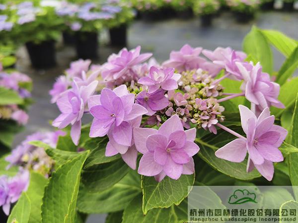 电竞比赛押注app