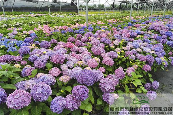 电竞比赛押注app