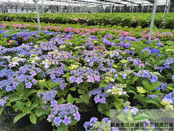 电竞比赛押注app