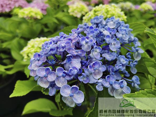 电竞比赛押注app