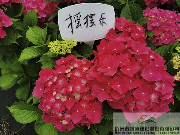 电竞比赛押注app