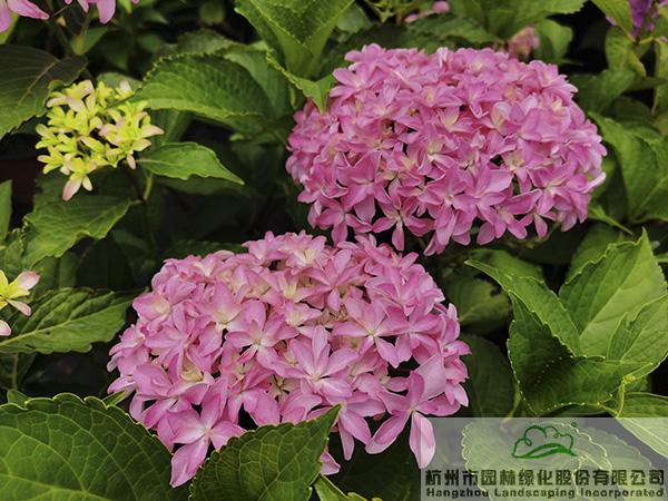 电竞比赛押注app