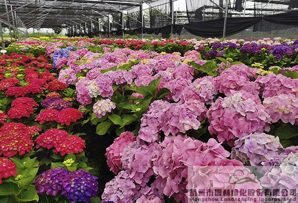 电竞比赛押注app