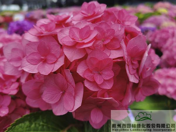 电竞比赛押注app