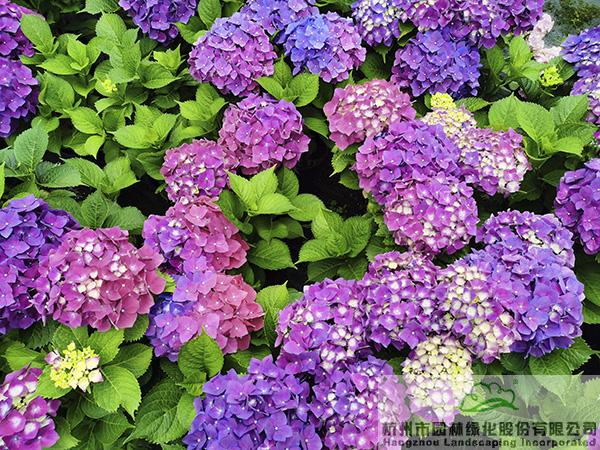 电竞比赛押注app