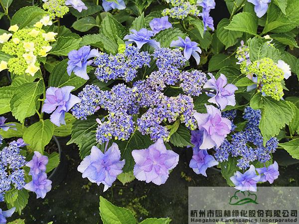 电竞比赛押注app