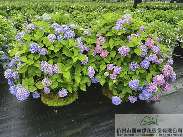 电竞比赛押注app