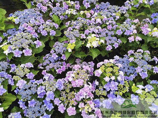 电竞比赛押注app