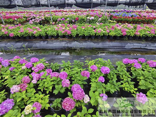 电竞比赛押注app