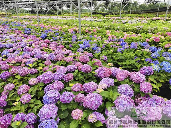 电竞比赛押注app