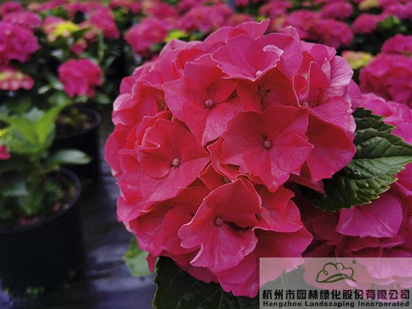 电竞比赛押注app