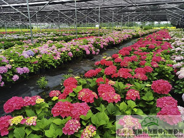 电竞比赛押注app