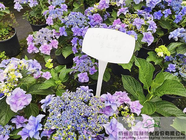 电竞比赛押注app