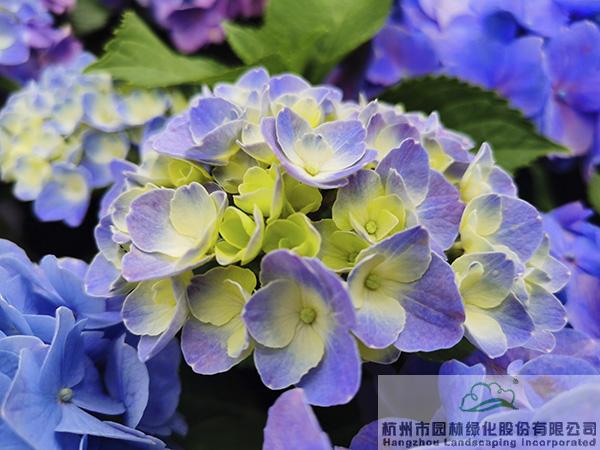 电竞比赛押注app