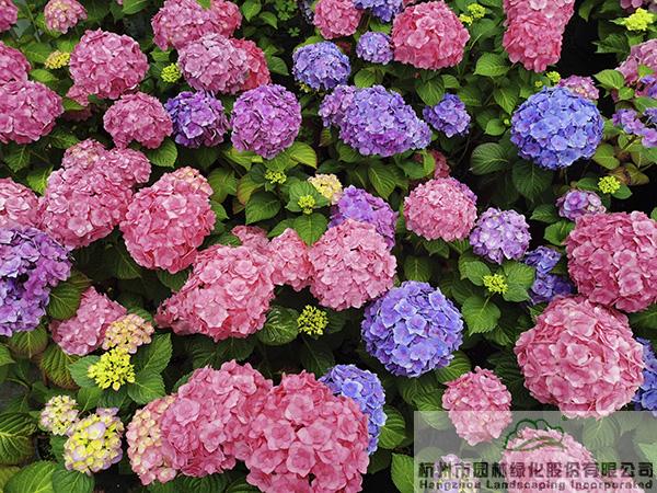 电竞比赛押注app