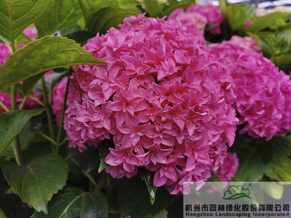 电竞比赛押注app