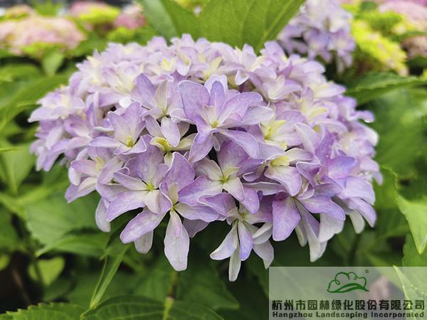 电竞比赛押注app