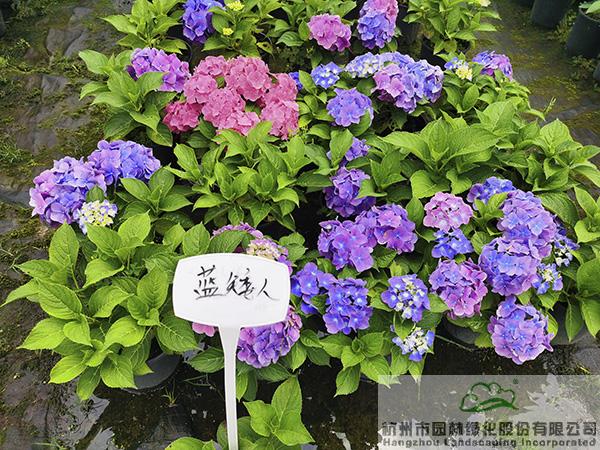 电竞比赛押注app