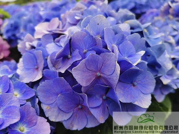 电竞比赛押注app