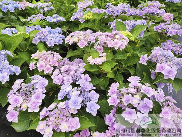 电竞比赛押注app