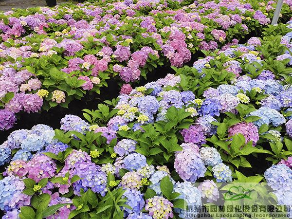 电竞比赛押注app