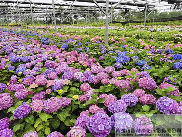 电竞比赛押注app