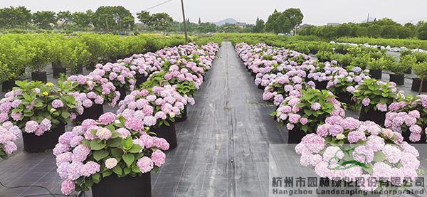 电竞比赛押注app