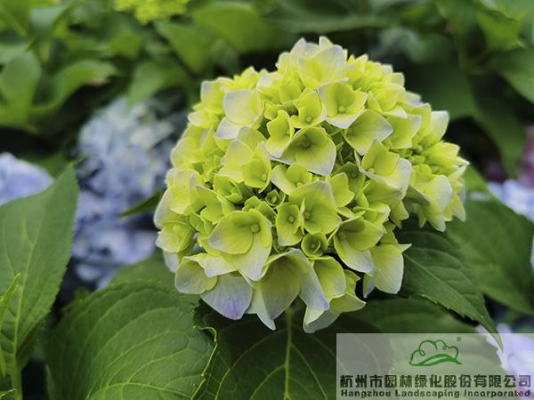 电竞比赛押注app