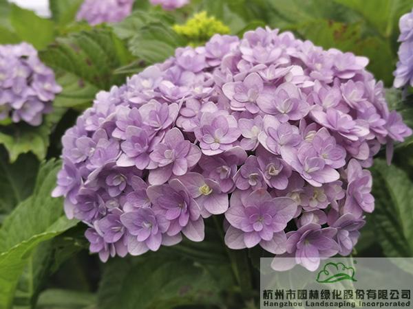 电竞比赛押注app