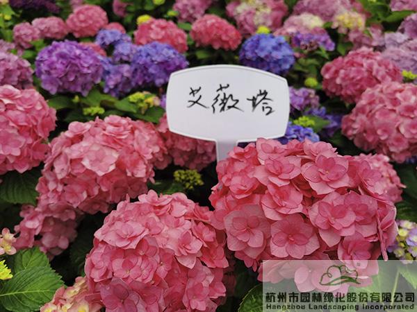 电竞比赛押注app