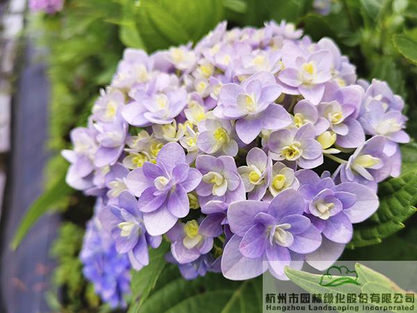 电竞比赛押注app