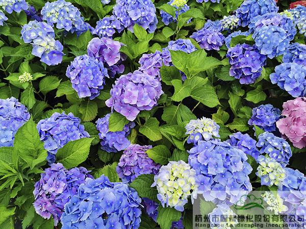 电竞比赛押注app