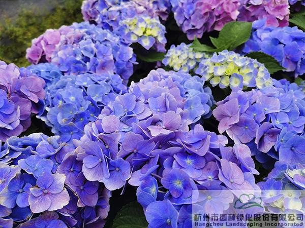 电竞比赛押注app