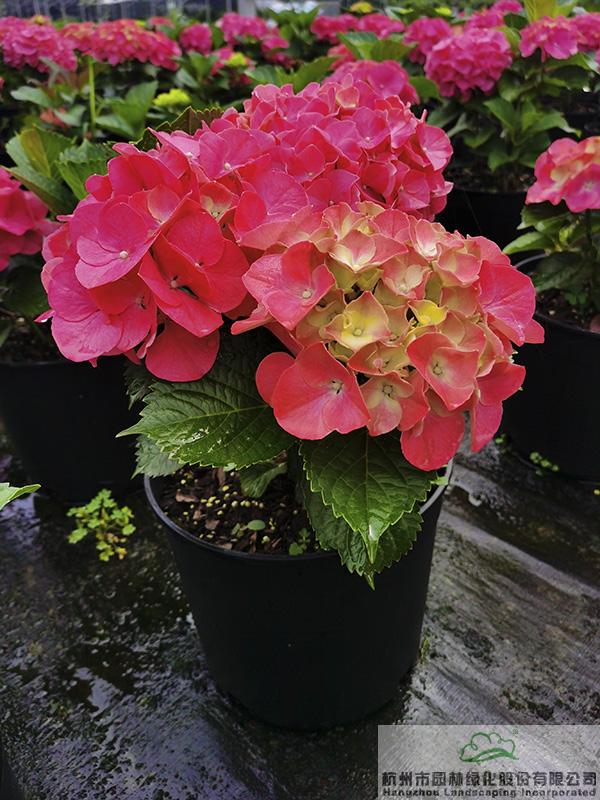 电竞比赛押注app