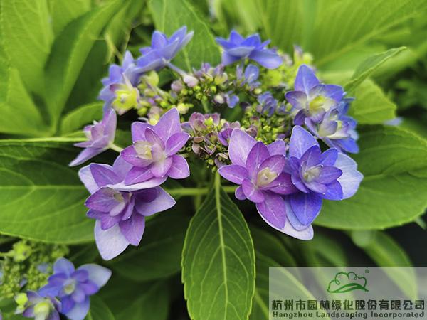 电竞比赛押注app