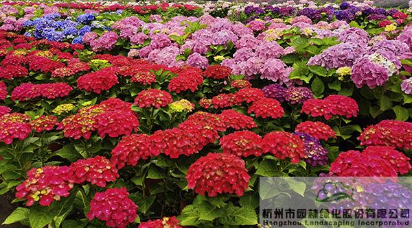 电竞比赛押注app