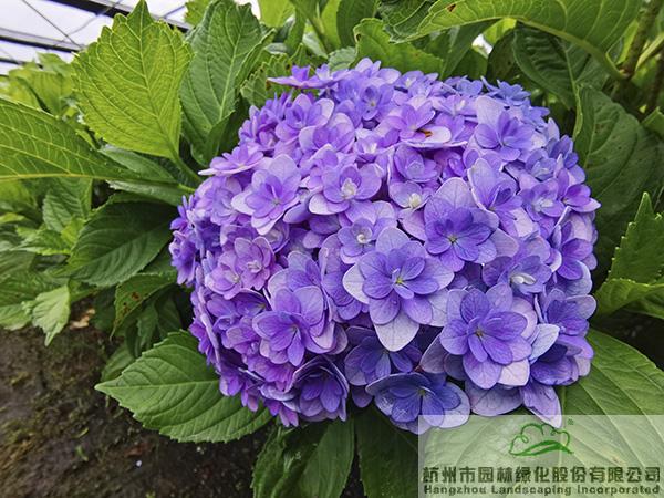 电竞比赛押注app