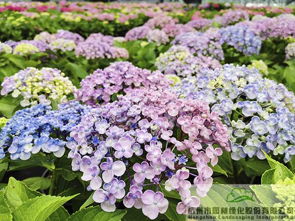 电竞比赛押注app