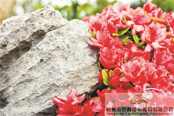 电竞比赛押注app