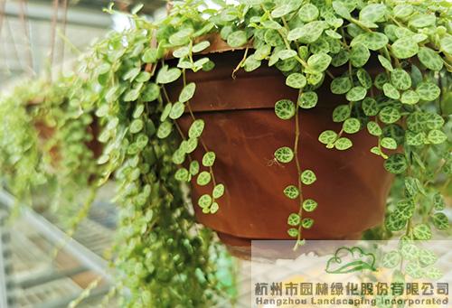 电竞比赛押注app